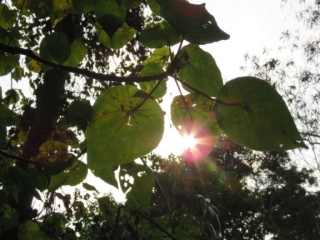 樹葉間見太陽